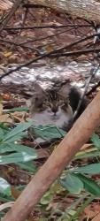 Found/Stray Unknown Cat last seen Green Walmart on pharmacy side at Port St. Lucie Blvd in Port Saint Lucie, Port St. Lucie, FL 34953