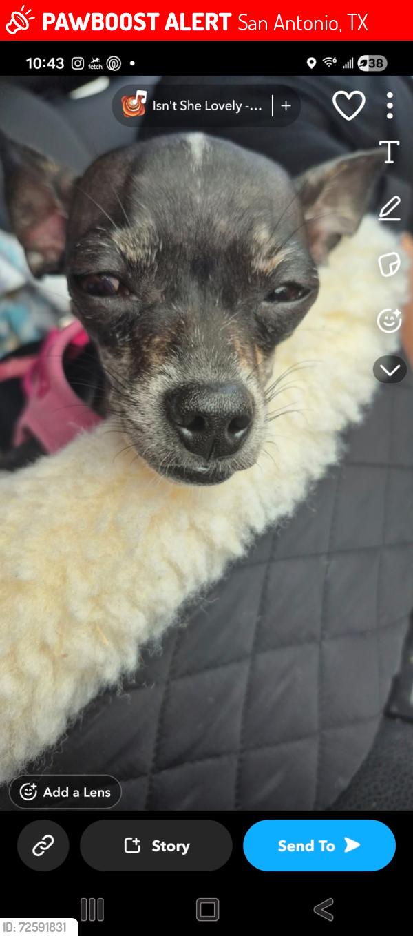 Lost Female Dog last seen Trails at Westpointe, San Antonio, TX 78253