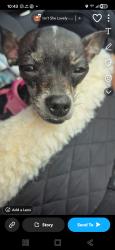 Lost Female Dog last seen Trails at Westpointe, San Antonio, TX 78253