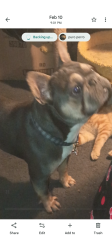 Lost Male Dog last seen North avenue, Fresno, CA 93706