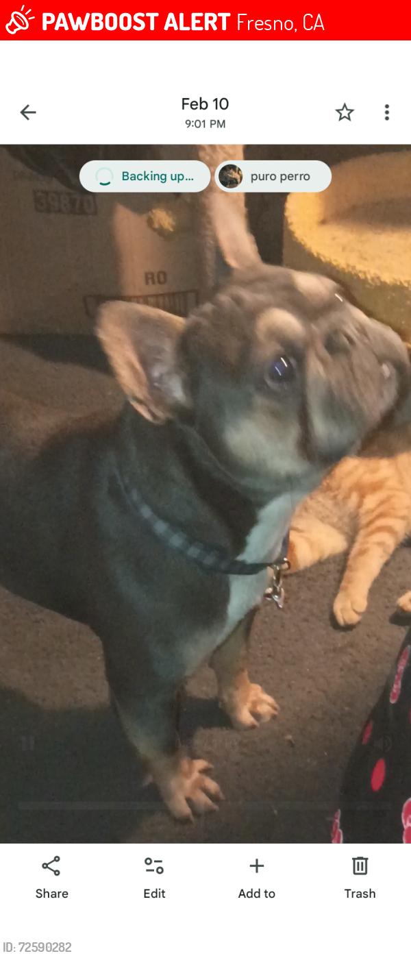 Lost Male Dog last seen North avenue, Fresno, CA 93706