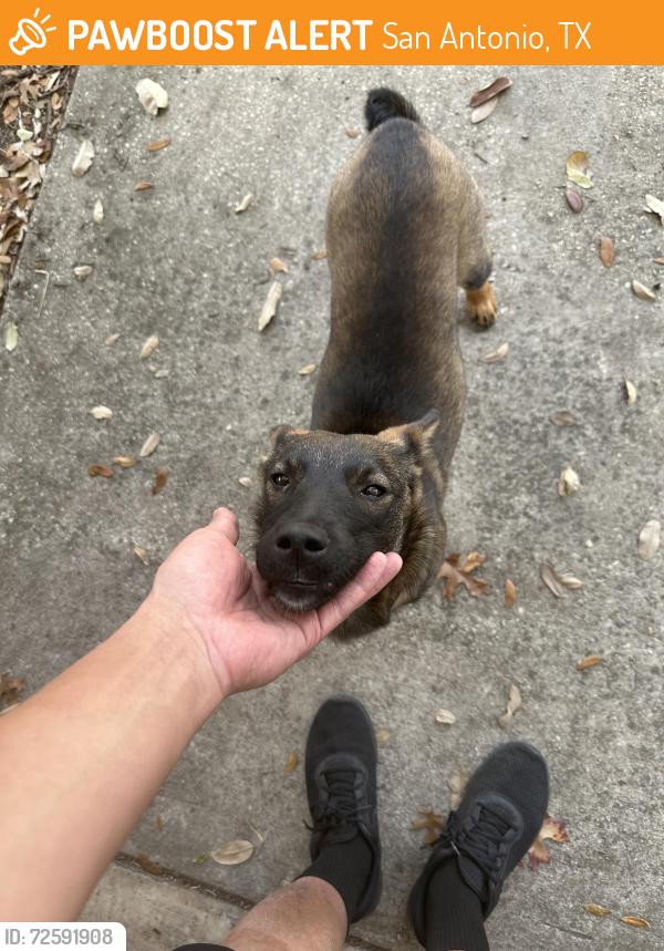 Found/Stray Unknown Dog last seen Timberhill and Grissom, San Antonio, TX 78238
