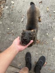 Found/Stray Unknown Dog last seen Timberhill and Grissom, San Antonio, TX 78238