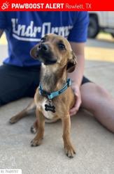 Reunited Male Dog last seen Southridge & Main, Rowlett, TX 75088