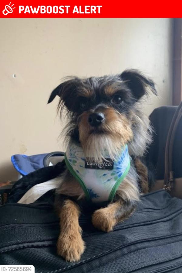 Lost Male Dog last seen Maie & Nadeau, Florence-Graham, CA 90001