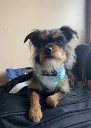 Lost Male Dog last seen Maie & Nadeau, Florence-Graham, CA 90001