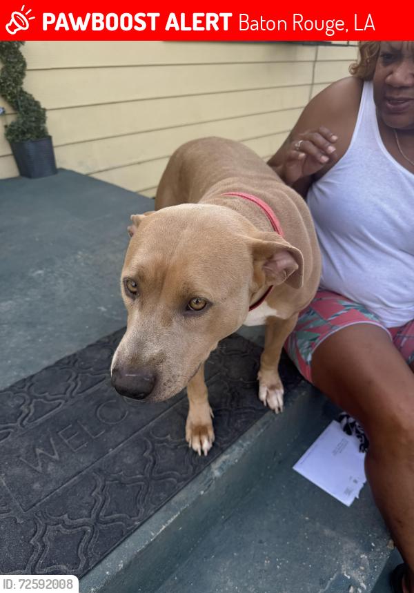 Lost Female Dog last seen Plank rd., Acadian Twy., Jefferson Ave ., Jackson Ave , Baton Rouge, LA 70802