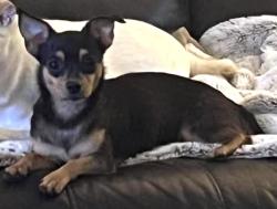 Lost Female Dog last seen Kingswood Subdivisionf off of Clyde Morris in Port Orange, Florida, Port Orange, FL 32129