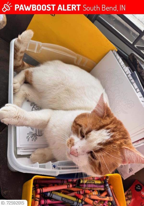 Lost Male Cat last seen Johnson st south bend in & Heawed, South Bend, IN 46628