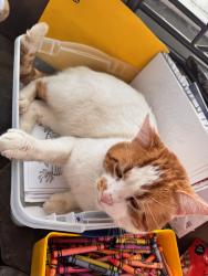 Lost Male Cat last seen Johnson st south bend in & Heawed, South Bend, IN 46628