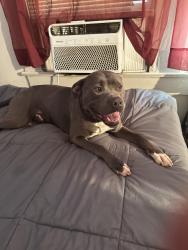Lost Male Dog last seen Plank rd, Acadian Twy, Baton Rouge, LA 70802