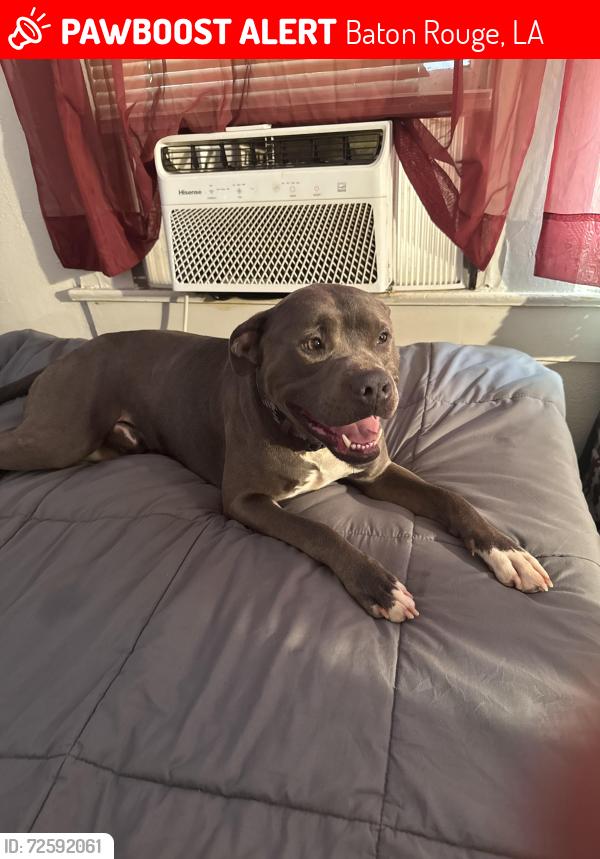 Lost Male Dog last seen Plank rd, Acadian Twy, Baton Rouge, LA 70802