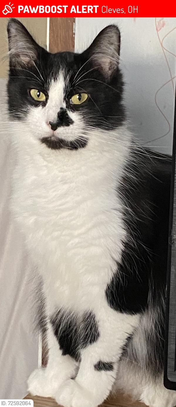 Lost Female Cat last seen Marathon gas station and mini mart GNR, Cleves, OH 45002
