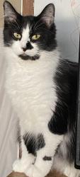 Lost Female Cat last seen Marathon gas station and mini mart GNR, Cleves, OH 45002