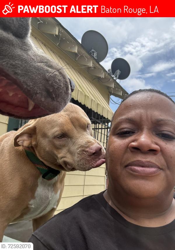Lost Female Dog last seen Near Washington Ave. Baton Rouge Louisiana 70902, Baton Rouge, LA 70802