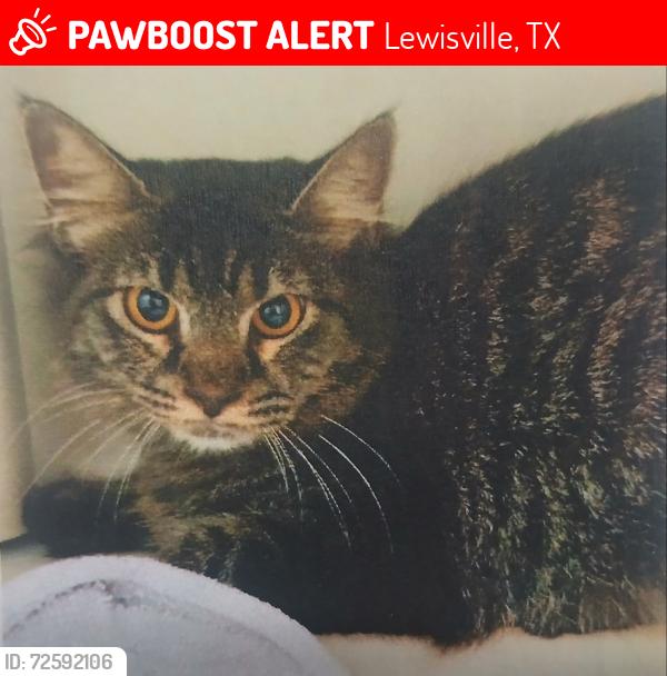 Lost Female Cat last seen Near Business & Southwest Pkwy in Lewisville, Lewisville, TX 75067