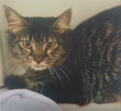 Lost Female Cat last seen Near Business & Southwest Pkwy in Lewisville, Lewisville, TX 75067
