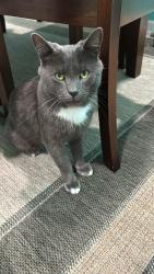 Lost Male Cat last seen George Urban boulevard and Eastland , Cheektowaga, NY 14225