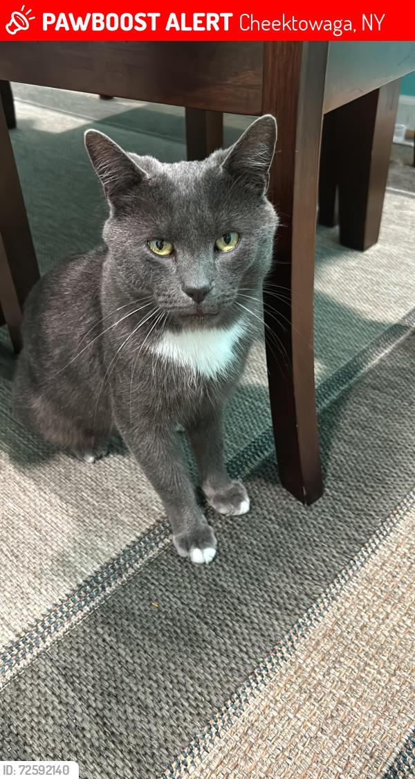 Lost Male Cat last seen George Urban boulevard and Eastland , Cheektowaga, NY 14225
