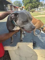 Lost Female Dog last seen Near Washington Ave , Baton Rouge, LA 70802