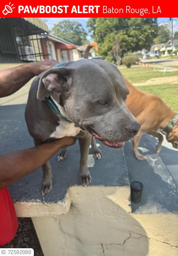 Lost Female Dog last seen Near Washington Ave , Baton Rouge, LA 70802