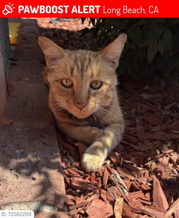 Lost Male Cat last seen Near freeman and colorado., Long Beach, CA 90814
