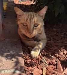 Lost Male Cat last seen Near freeman and colorado., Long Beach, CA 90814