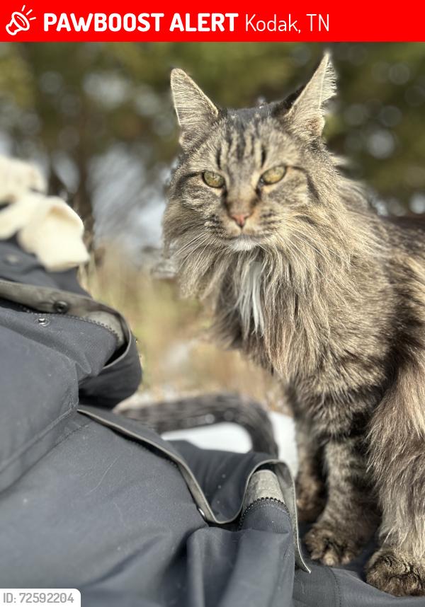 Lost Male Cat last seen River Islands Blvd, Kodak, TN 37764