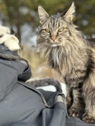 Lost Male Cat last seen River Islands Blvd, Kodak, TN 37764