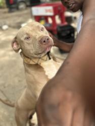 Lost Male Dog last seen Near Washington Ave. Baton Rouge Louisiana 70802, Baton Rouge, LA 70802