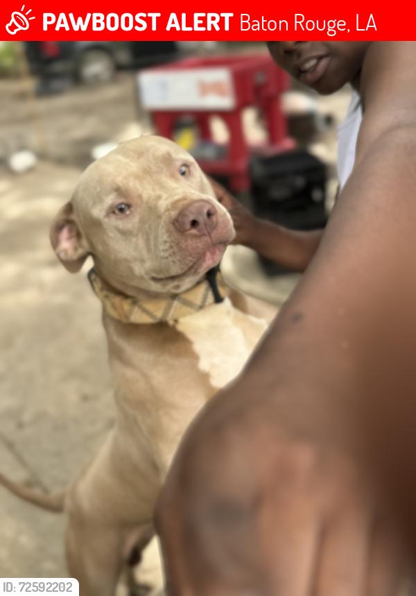 Lost Male Dog last seen Near Washington Ave. Baton Rouge Louisiana 70802, Baton Rouge, LA 70802