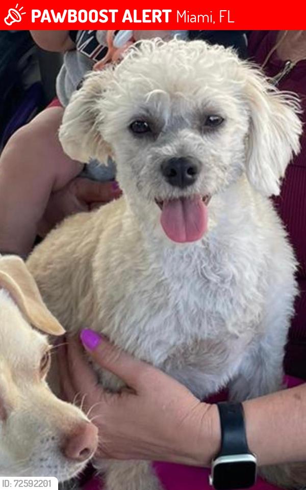 Lost Male Dog last seen Near US 1, Miami, FL 33177