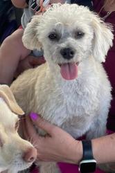 Lost Male Dog last seen Near US 1, Miami, FL 33177