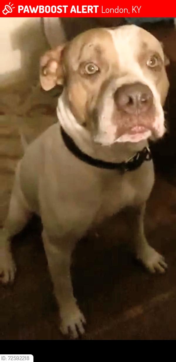 Lost Male Dog last seen White oak church, London, KY 40741