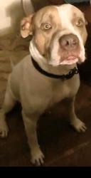 Lost Male Dog last seen White oak church, London, KY 40741