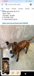 Lost Male Dog last seen Near the Smithfield train station , Smithfield Plains, SA 5114