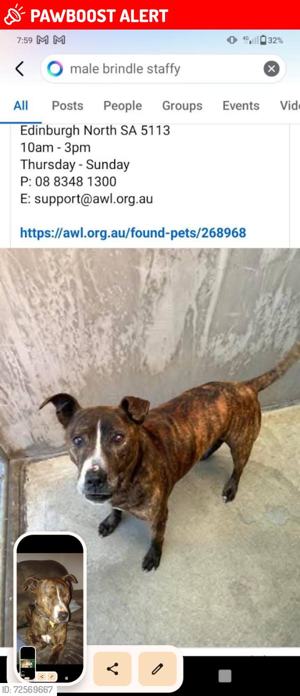 Lost Male Dog last seen Near the Smithfield train station , Smithfield Plains, SA 5114