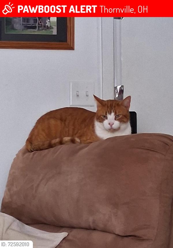 Lost Male Cat last seen Roberts landing MHP..lot 31, Thornville, OH 43076