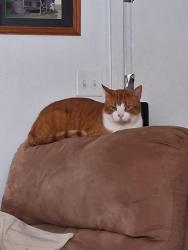 Lost Male Cat last seen Roberts landing MHP..lot 31, Thornville, OH 43076