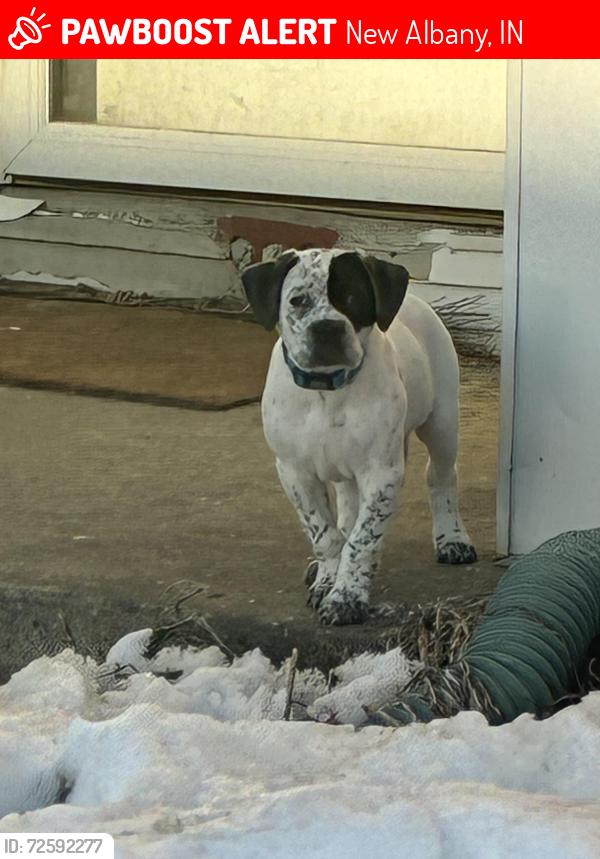 Lost Male Dog last seen Near Culbertson ave new Albany , New Albany, IN 47150