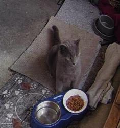 Found/Stray Unknown Cat last seen Gleason , Knoxville, TN 37923