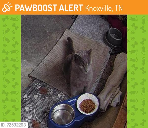 Found/Stray Unknown Cat last seen Gleason , Knoxville, TN 37923