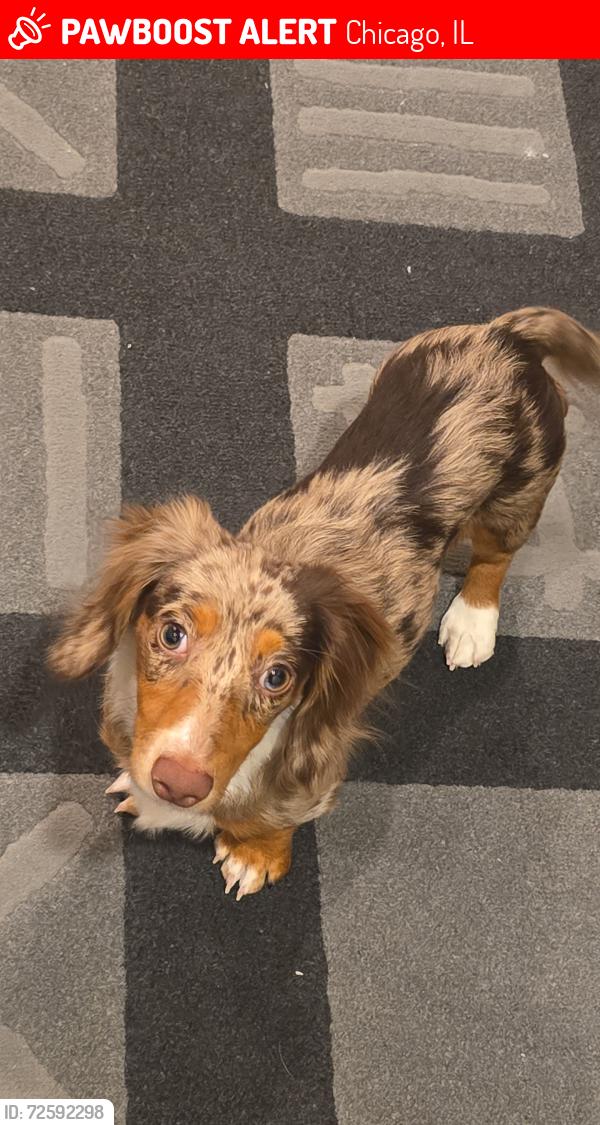 Lost Female Dog last seen s Allport st and 19th st , Chicago, IL 60608