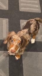 Lost Female Dog last seen s Allport st and 19th st , Chicago, IL 60608