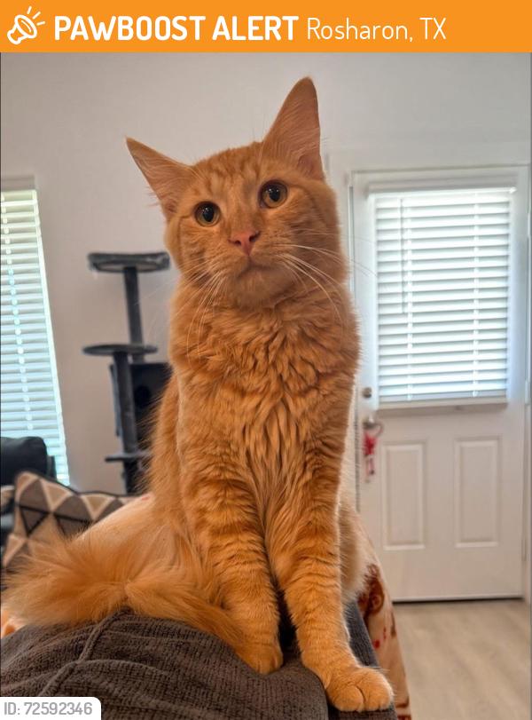 Found/Stray Male Cat last seen Caldwell crossing, Rosharon, TX 77583