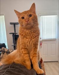 Found/Stray Male Cat last seen Caldwell crossing, Rosharon, TX 77583