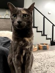 Lost Female Cat last seen Near S 66th St, Fort Smith, AR 72903