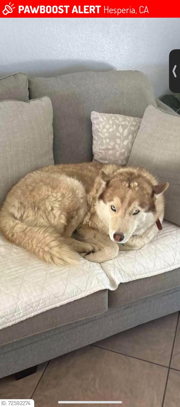Lost Female Dog last seen Mesquite st. between 7th and 9th, Hesperia, CA 92344