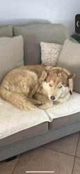 Lost Female Dog last seen Mesquite st. between 7th and 9th, Hesperia, CA 92344