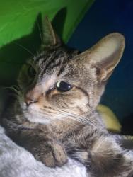 Lost Female Cat last seen Stephanie & Emerald Ave., 89122, Whitney, NV 89122